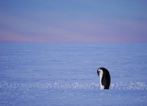 Emperor Penguin by Ian Geraghty