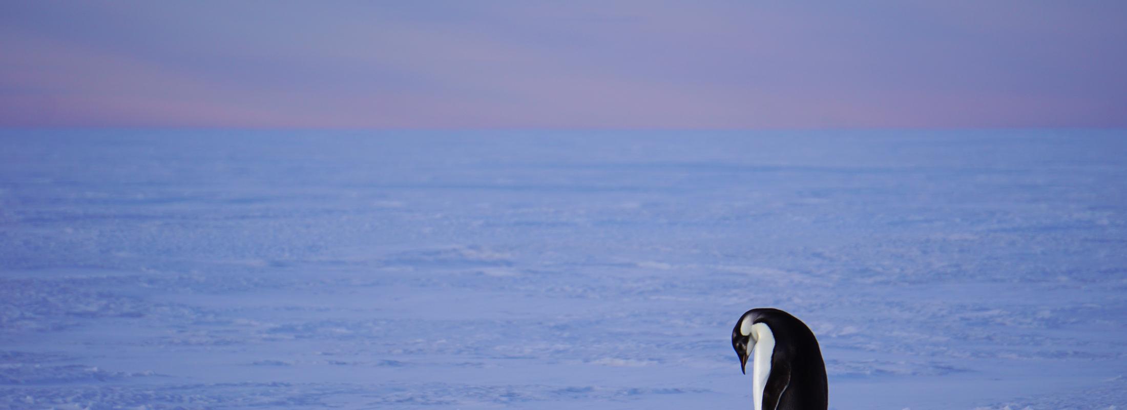 Emperor Penguin by Ian Geraghty