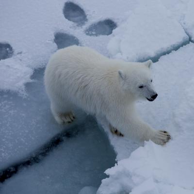 A polar bear steps over a crevasse in sea ice.