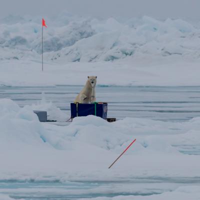 A polar bear chews on scientific equipment in a field of ice.