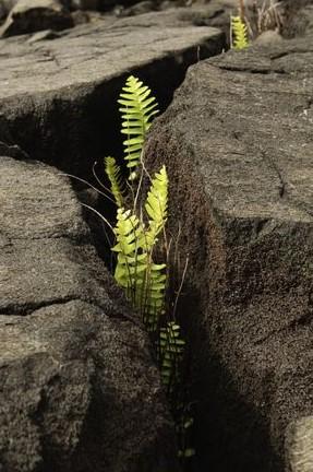 Plant growing in rocks