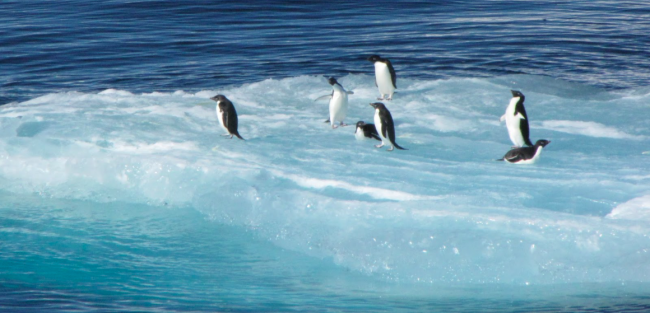 Penguins on Ice