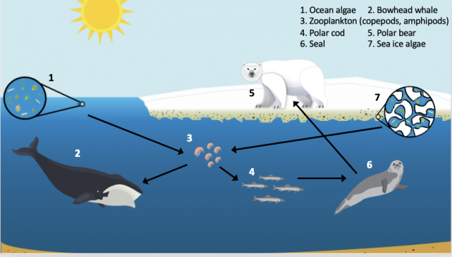 Data Puzzle: Tracing Carbon Through the Arctic Food Web | Education &  Outreach