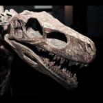 Fossils: Earth's History & Dinosaur Extinction with Julio Sepúlveda