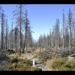 Wildfires and Insects Kill Trees: with Mike Koontz